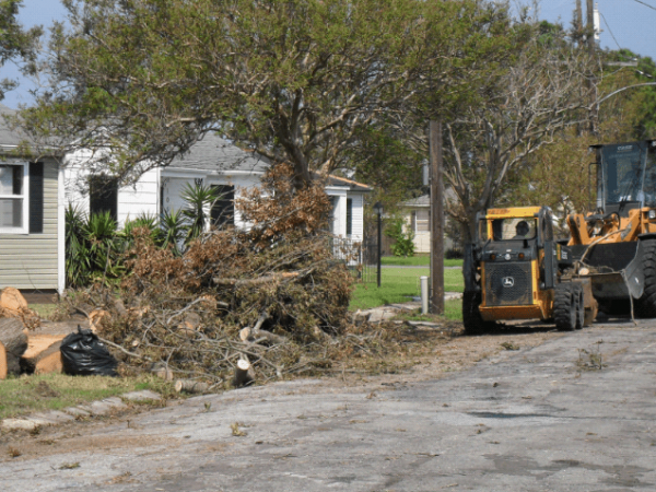 Tree limb removal