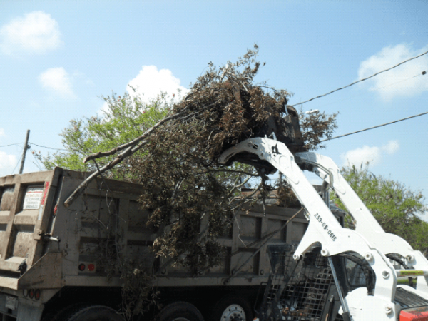 Tree limb being placed in a dump truck